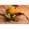 Phyllobates bicolor - Afbeelding 2