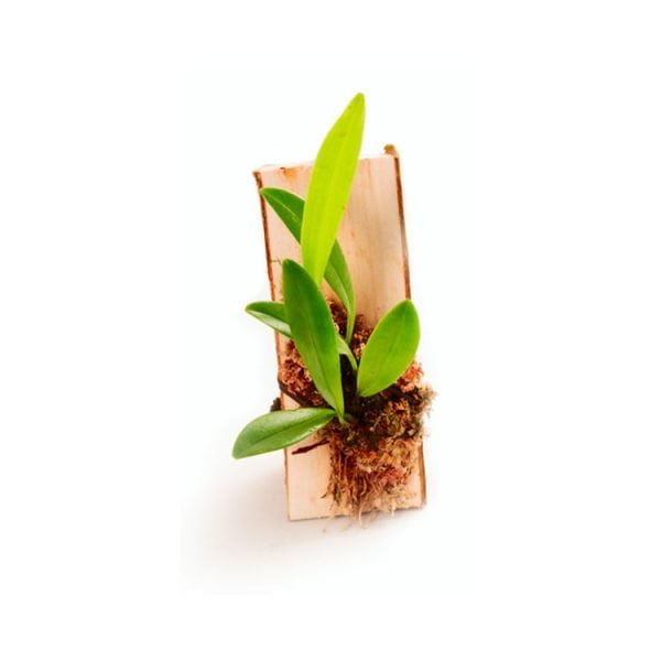 Pleurothallis tripterantha