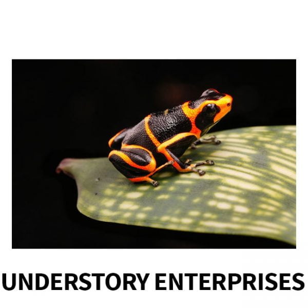 Ranitomeya summersi