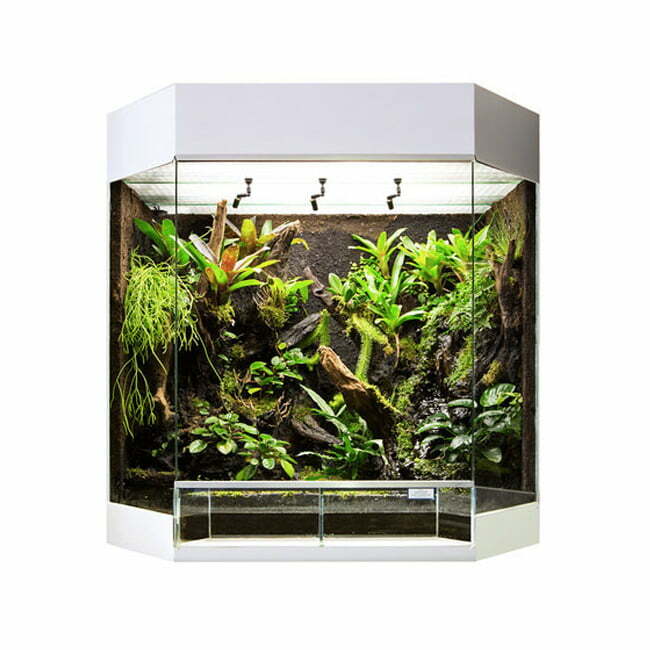 Fabriek Indrukwekkend ijs Rana Panorama-showterrarium (80x50x80cm) Wit - Dutch Rana