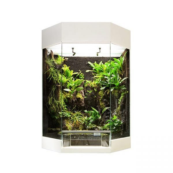 Rana Panorama-showterrarium (60x45x80cm) Wit