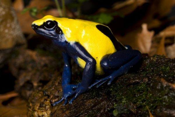 Dendrobates tinctorius "Citronella" Import UE