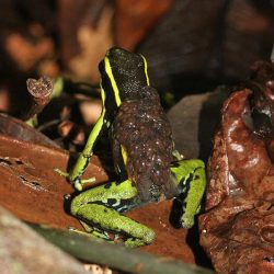 1200420619_suriname3