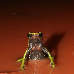 1200420706_suriname2