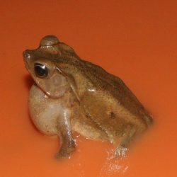 1200420707_suriname1