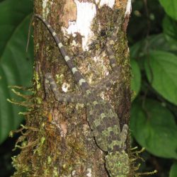 1200420707_suriname5