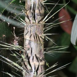 1200420708_suriname10