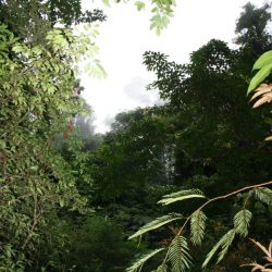 1200420708_suriname6