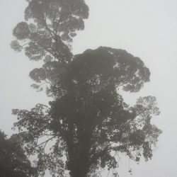 1200420708_suriname7