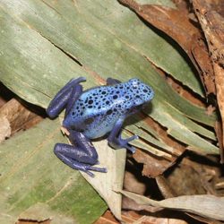 1200646910_suriname15