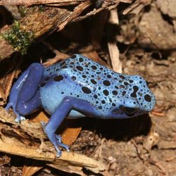 1200646910_suriname16