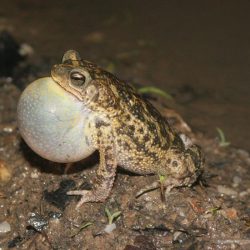 1200646911_suriname17