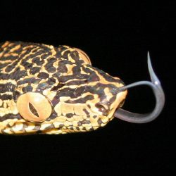 1200646911_suriname18