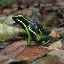 1200646912_suriname19