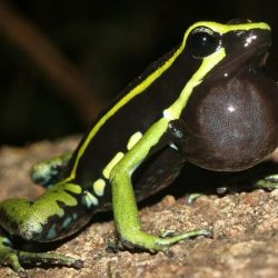 1200646912_suriname20