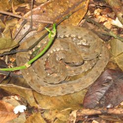 1200646913_suriname23