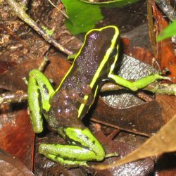 1200646915_suriname27