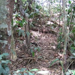 1200646916_suriname34