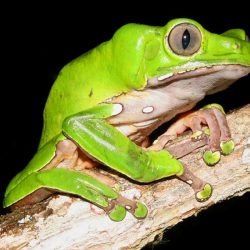 1200646916_suriname35