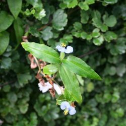 1200646917_suriname36