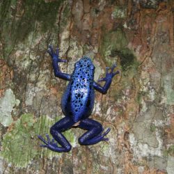 1200646918_suriname59