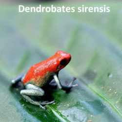 1215675737_sirensis6rs