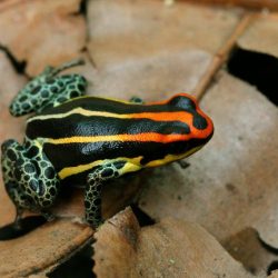 1215676402_uakarii3ecrrs