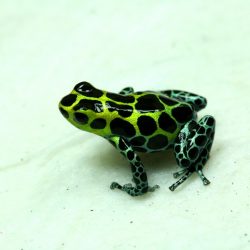 1215676413_dva-altsh-6ars