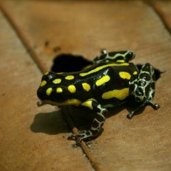 1215676422_flavo2ers