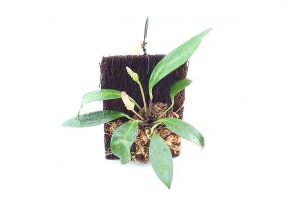 anthurium spec suriname xaxim