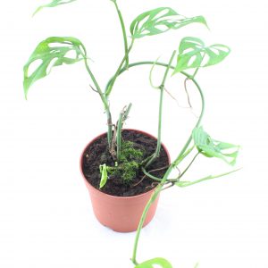 monstera acuminata