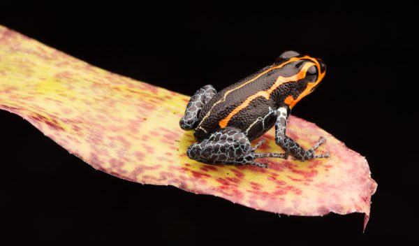ranitomeya imitator yumbatos