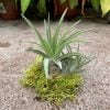 Tillandsia velutina