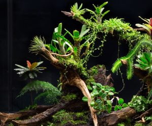 rana-october-2016-18