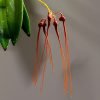 bulbophyllum tingabarinum