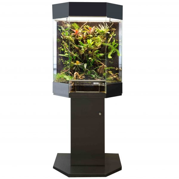 scherm Boom Matig Panorama Orchideeënterrarium 60x45x80cm - Dutch Rana