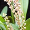 orchideenterrarium