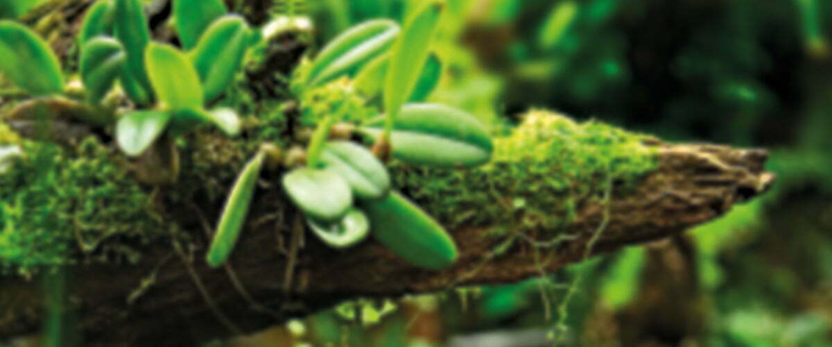 DutchRana Terrariums, Terrarium plants, Frogs & Accessories