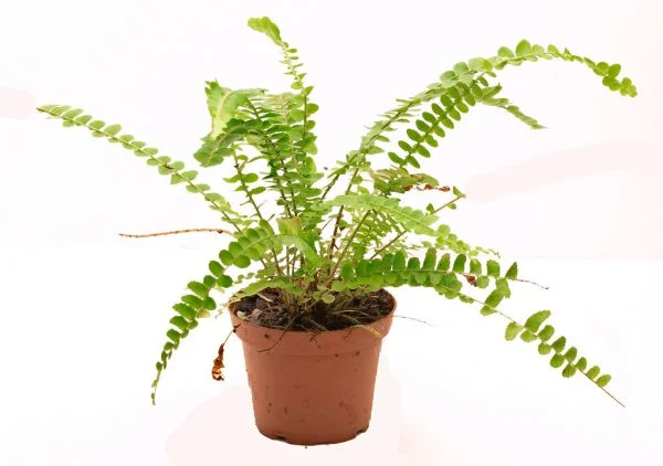 nephrolepsis duffy