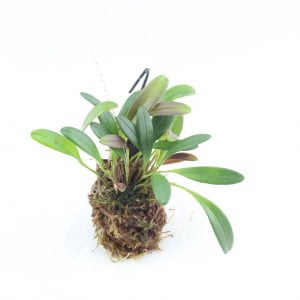 stelis spec panama