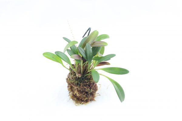 stelis spec panama