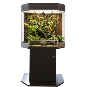 show terrarium kopen