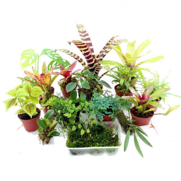 Terrariumplantenset groot