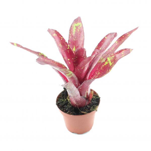 neoregelia green red