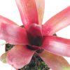 neoregelia hawaii