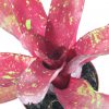 neoregelia red hybrid detail