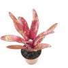 neoregelia red hybrid1