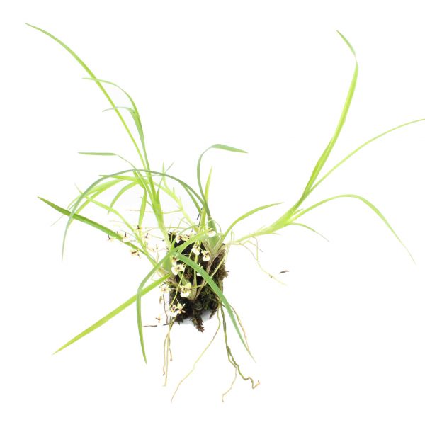 ornithophora sigmatostalix radicans