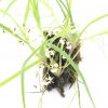 ornithophora sigmatostalix radicans1