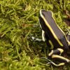 Dendrobates truncatus - Afbeelding 2